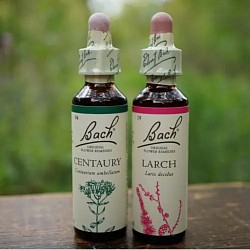 Individual Bach Flower remedy 单支巴哈花精